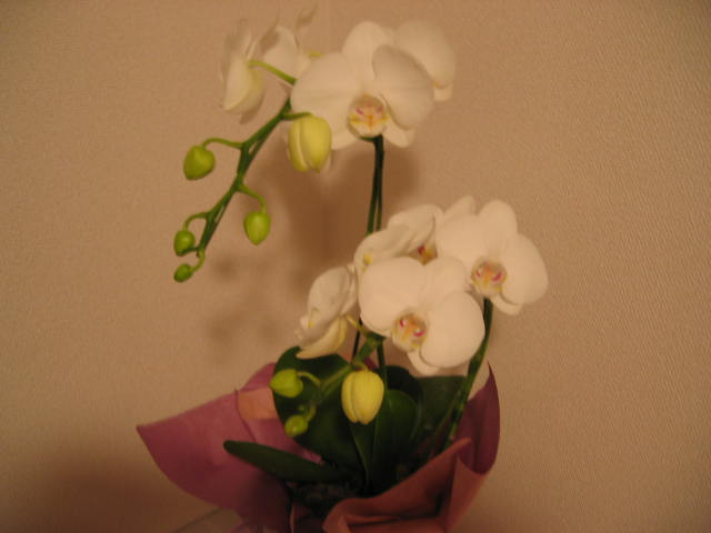 20031223ran3.jpg