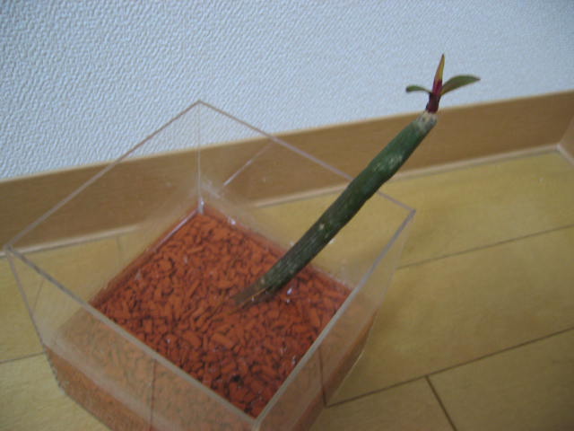20051204hirugi.jpg