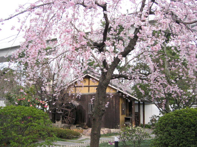 20060326sakura2.jpg