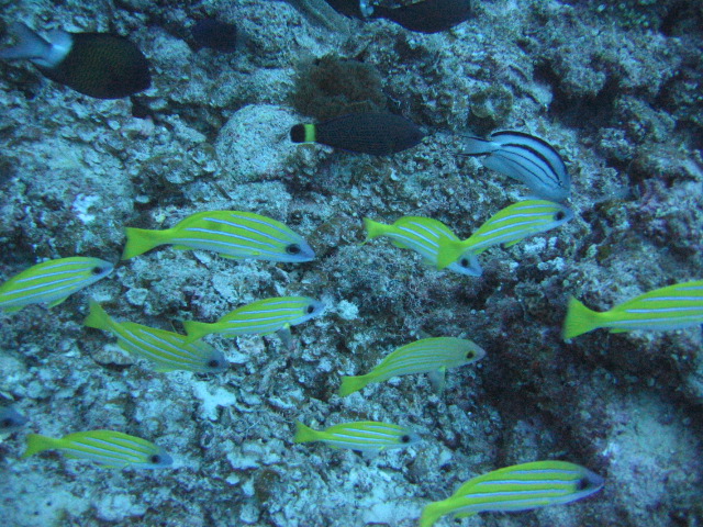 20060502diving1.JPG