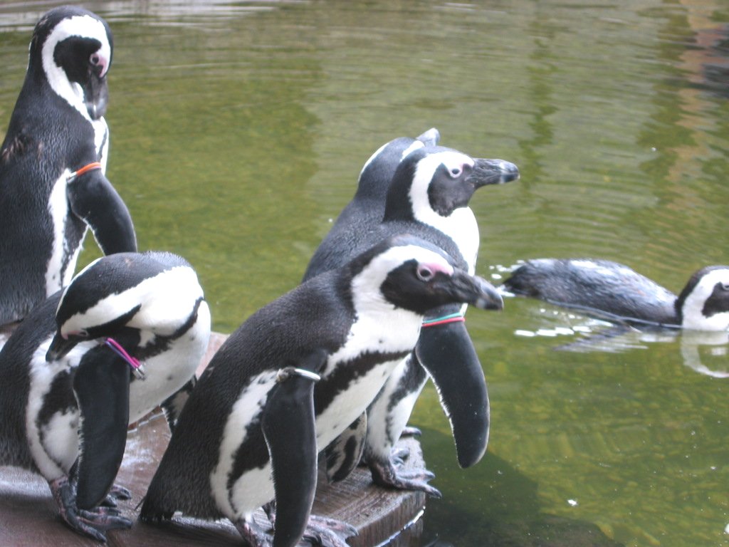 ペンギン